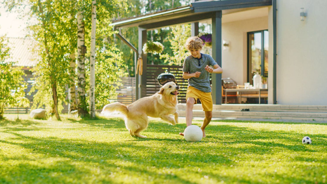Designing Your Pet-Friendly Garden With Keighley Timber & Fencing Ltd